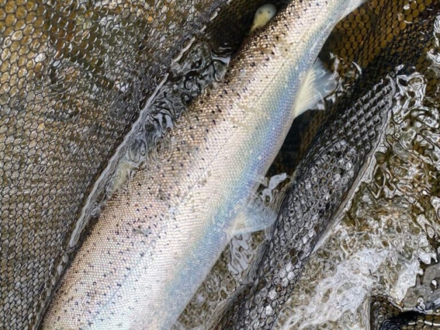 River Teign April Sea Trout